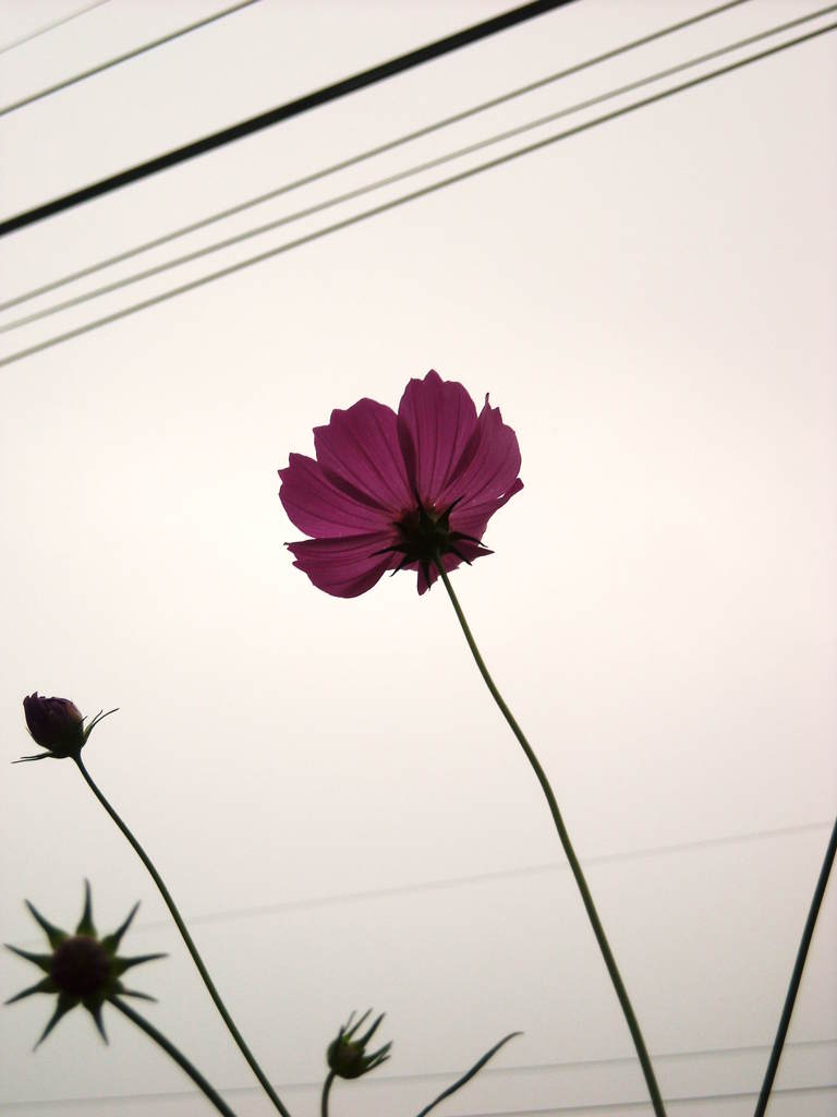 cosmos along the railway