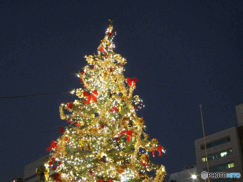 Holly Night