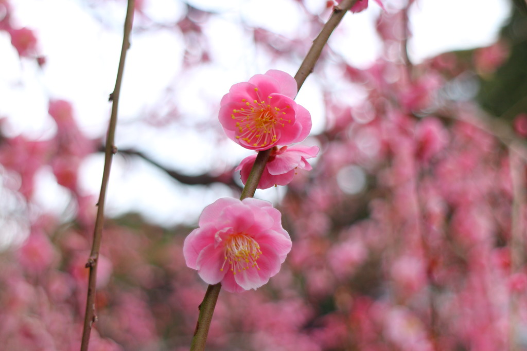 春の吐息