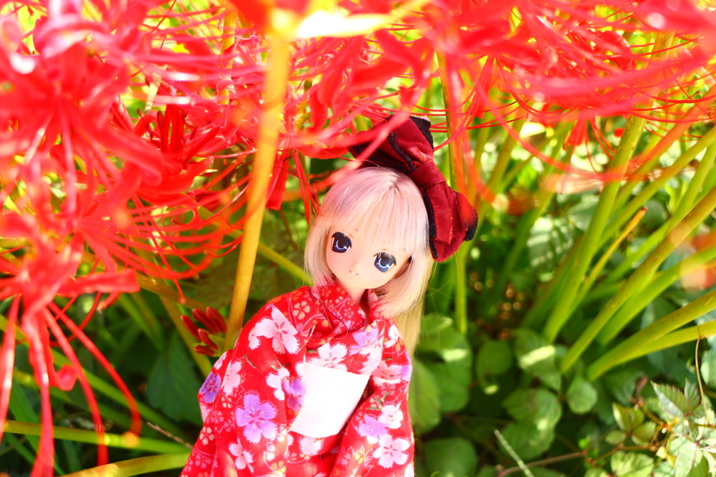 緋