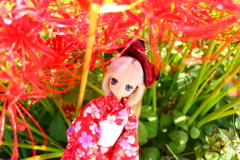 緋