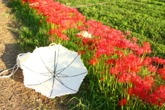 白と緋