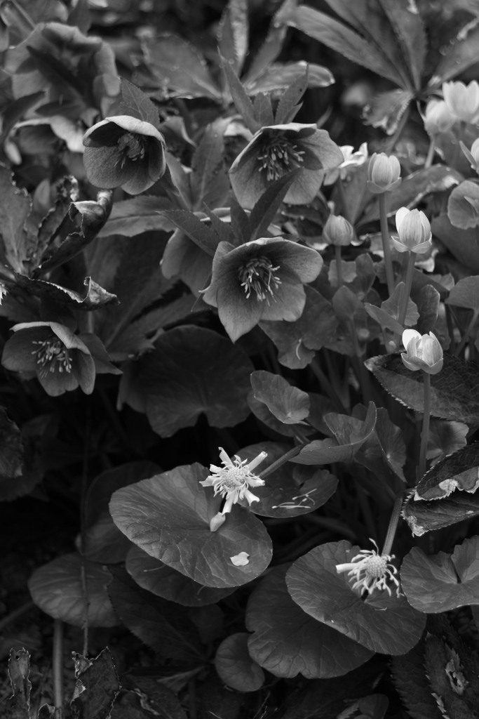 winter flower