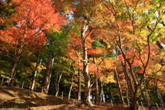 陽光
