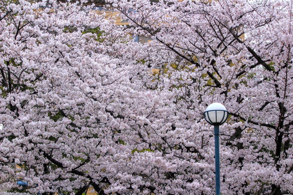 桜色舞うころ