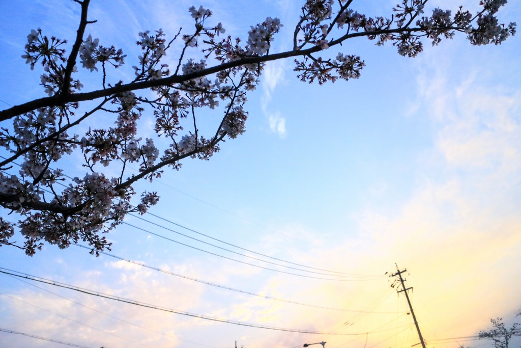 桜、電線、夕日。