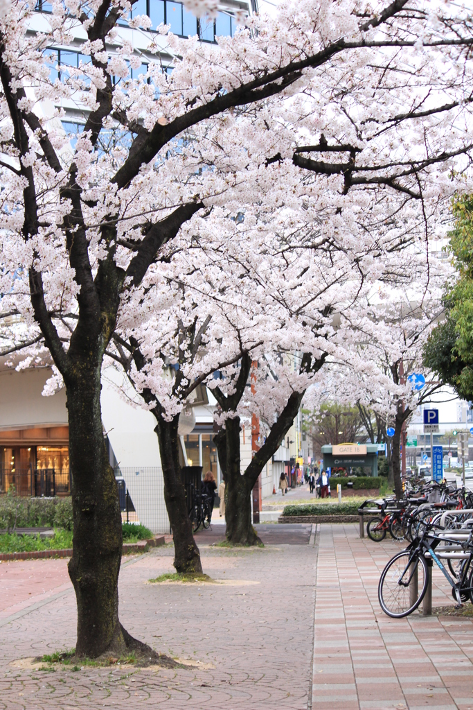 SAKUA street