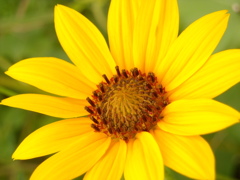 happy flower