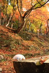 ふぅ。