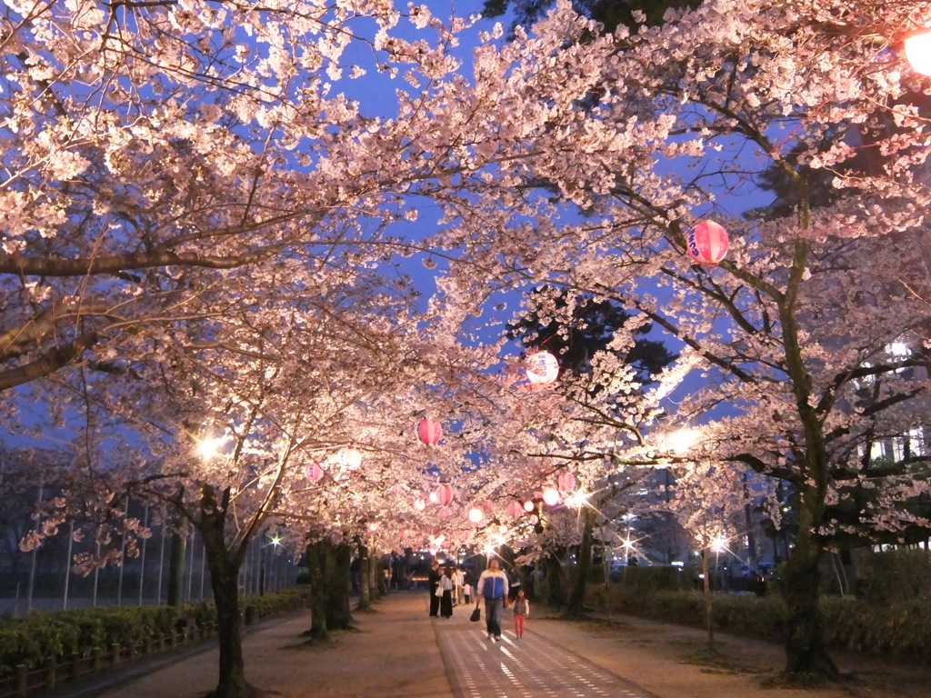 cherry blossoms tunnel