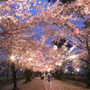 cherry blossoms tunnel