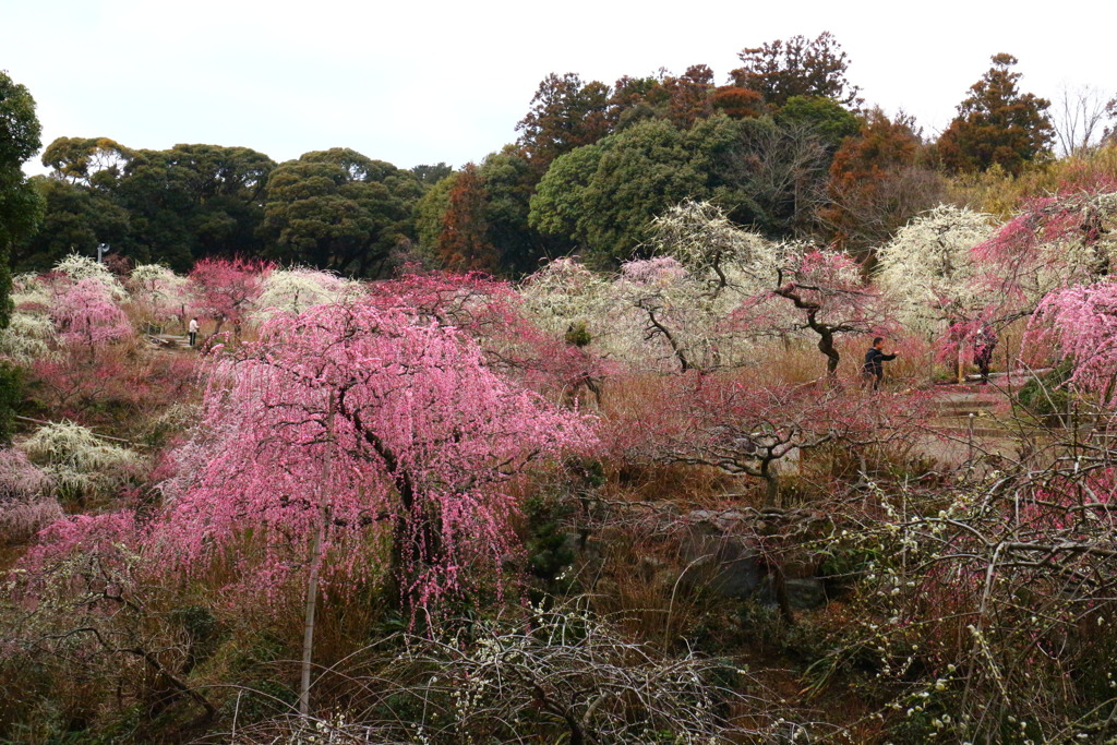 春の里山