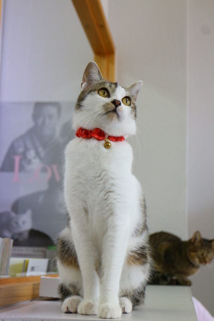 ミス・キャット