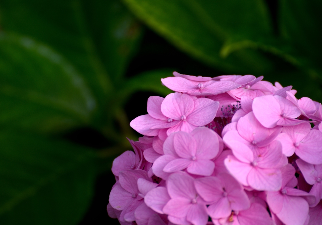 真夏に紫陽花を愉しむ