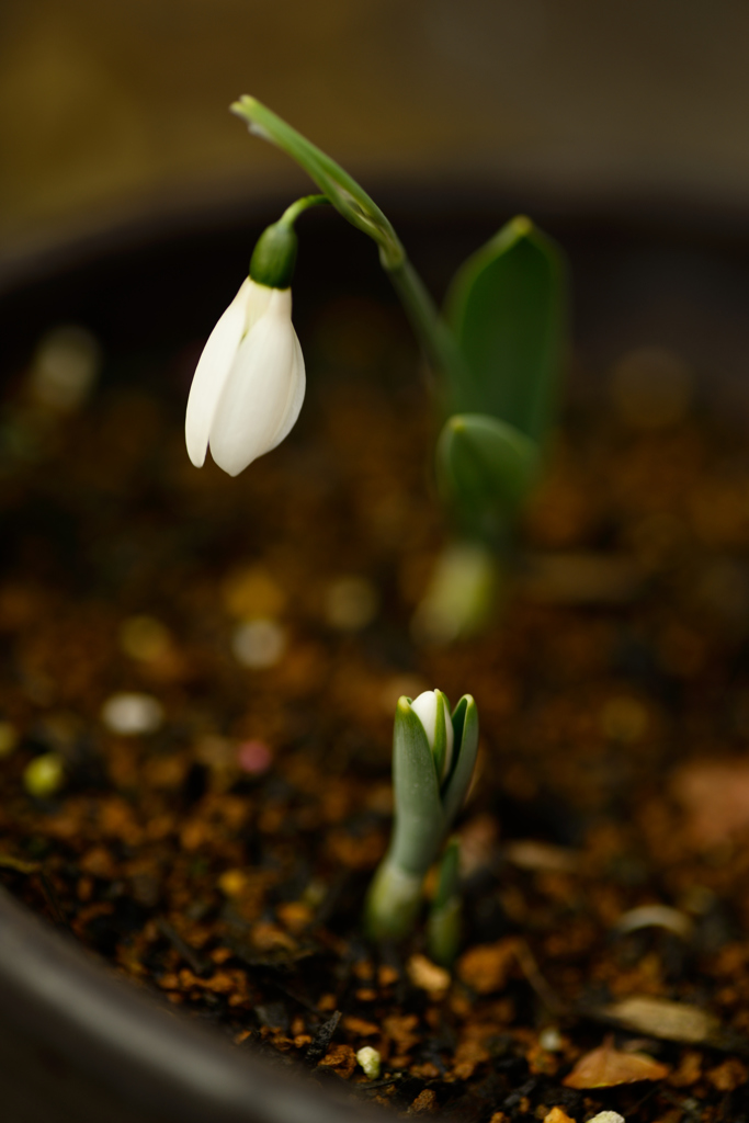 snowdrop