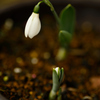 snowdrop