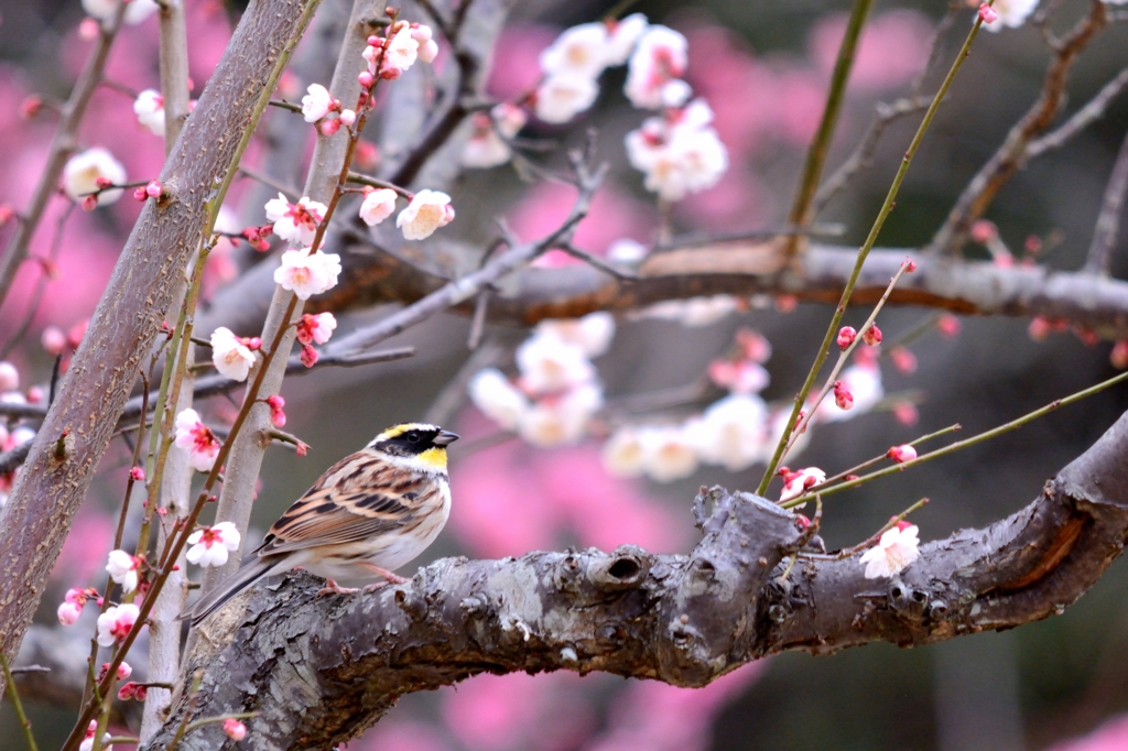 ミヤマの花見