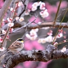 ミヤマの花見