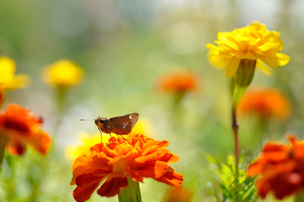 モリコロパークのお花畑