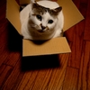 猫×箱
