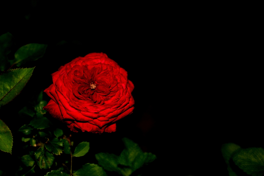 闇に染まらぬ赤薔薇