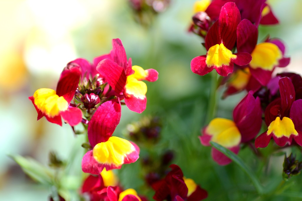 Antirrhinum majus