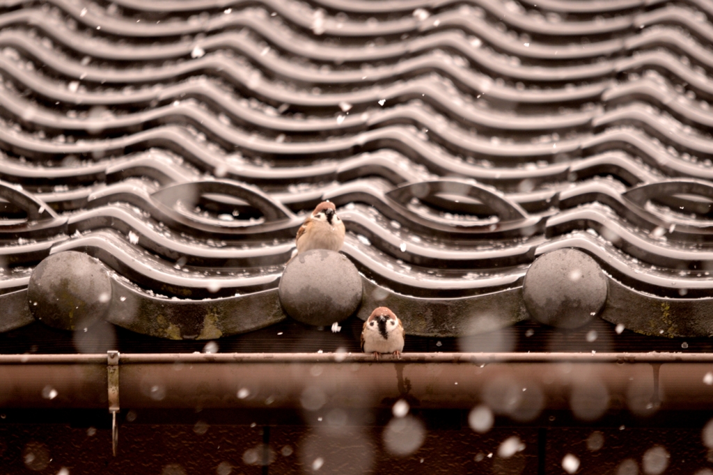 雪雀