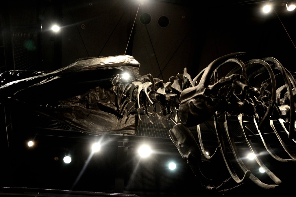 light up dinosaur