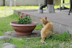 そとのねこ