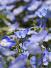 BLUE　LOVER　BLUE
