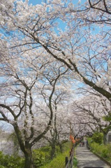 桜の季節