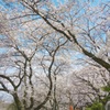 桜の季節