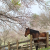 Horse Power