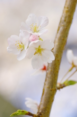 桜の時