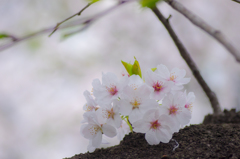 近所は終わりだけど・・