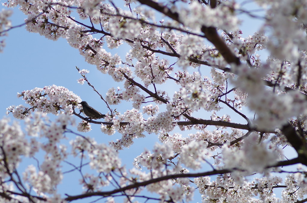 花は桜　君は美し