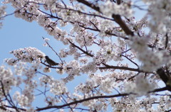 花は桜　君は美し