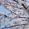 花は桜　君は美し