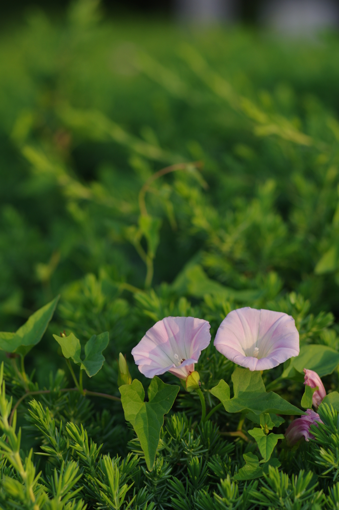 夕顔