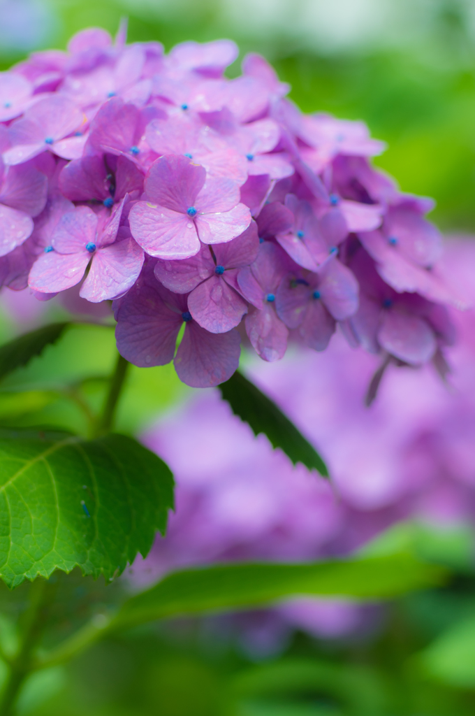 今年もまた紫陽花の季節