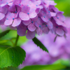 今年もまた紫陽花の季節