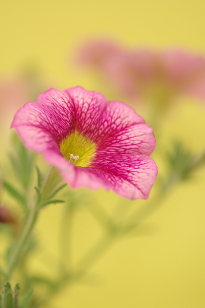 名のある花