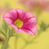 名のある花