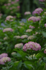 紫陽花と雨