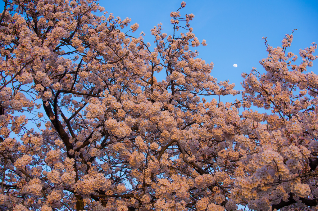 花月