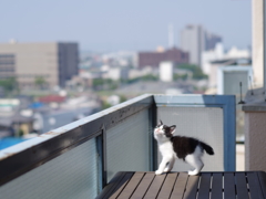 ある日、