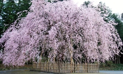 しだれ桜