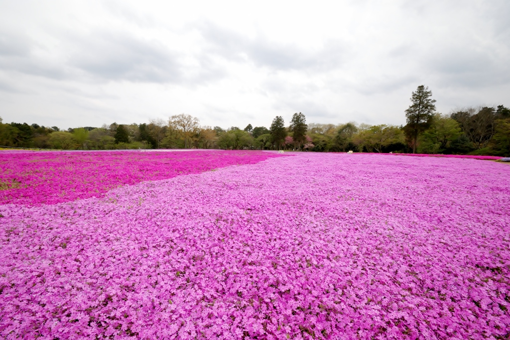 芝桜