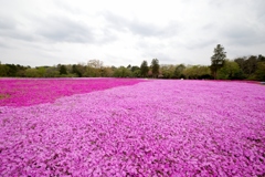芝桜