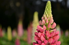 あかむらさきまめ－２